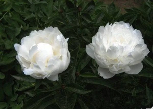 White Peony Root Extract White Peony Root Extract