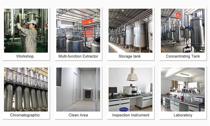 Bulk Senna Leaf Extract factory